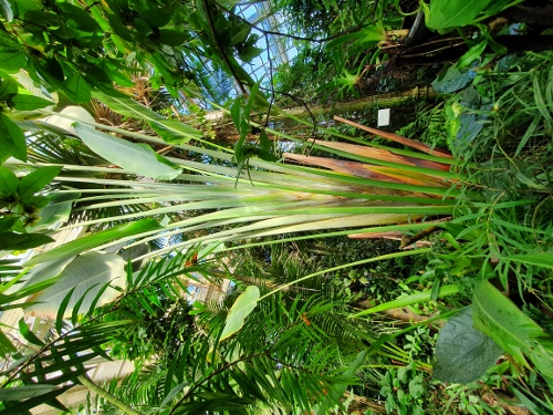 Schloß Schönbrunn - Palmenhaus