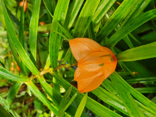 Schloß Schönbrunn - Palmenhaus