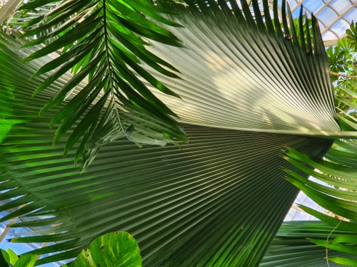 Schloß Schönbrunn - Palmenhaus