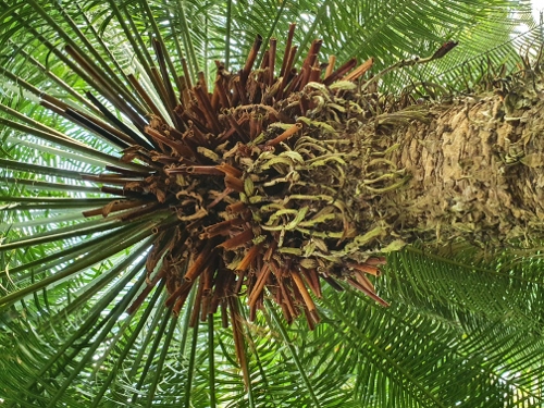 Schloß Schönbrunn - Palmenhaus