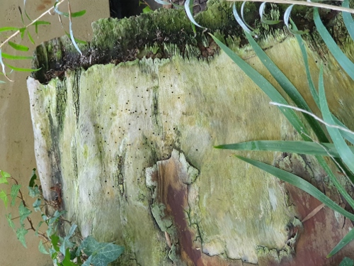 Schloß Schönbrunn - Palmenhaus