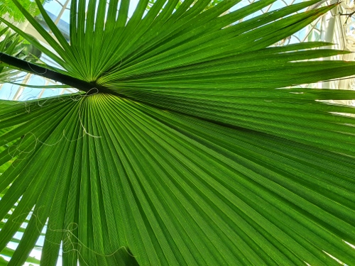 Schloß Schönbrunn - Palmenhaus